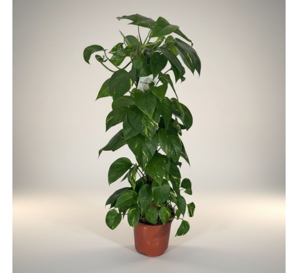 Epipremnum Salon Sarmaşığı Orta